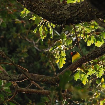 Прикрепленное изображение: parrot_0134.jpg